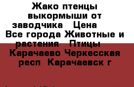 Жако птенцы выкормыши от заводчика › Цена ­ 1 - Все города Животные и растения » Птицы   . Карачаево-Черкесская респ.,Карачаевск г.